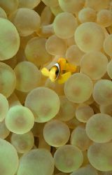 Tiny clown fish in a big anemone.
60mm. by Derek Haslam 